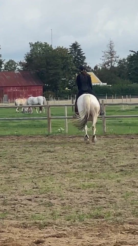 TikTok video thumbnail by l.equestriann1