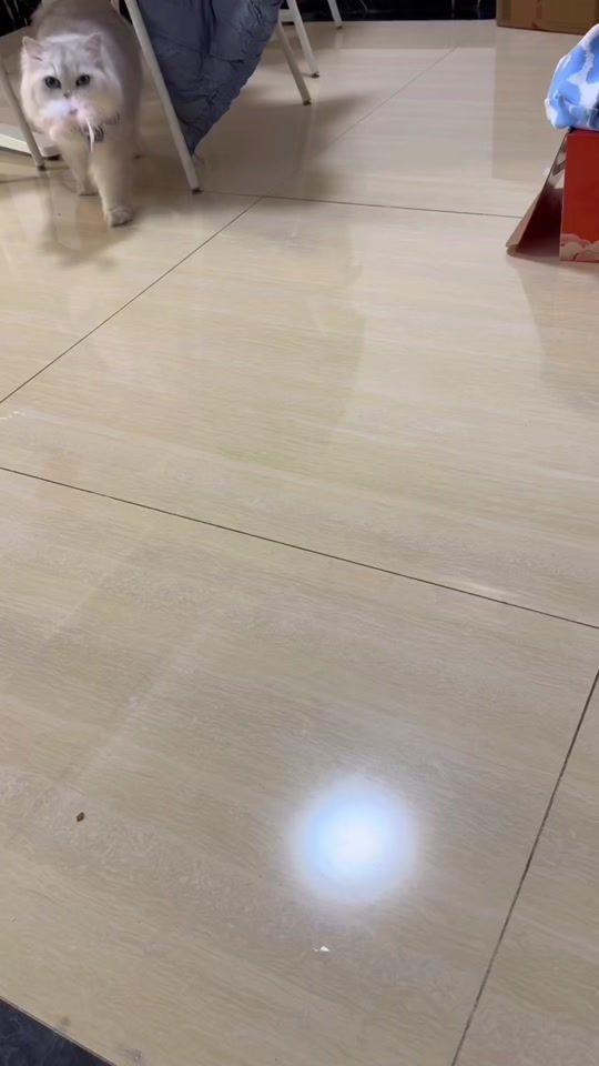 TikTok video thumbnail by meow.meow4857