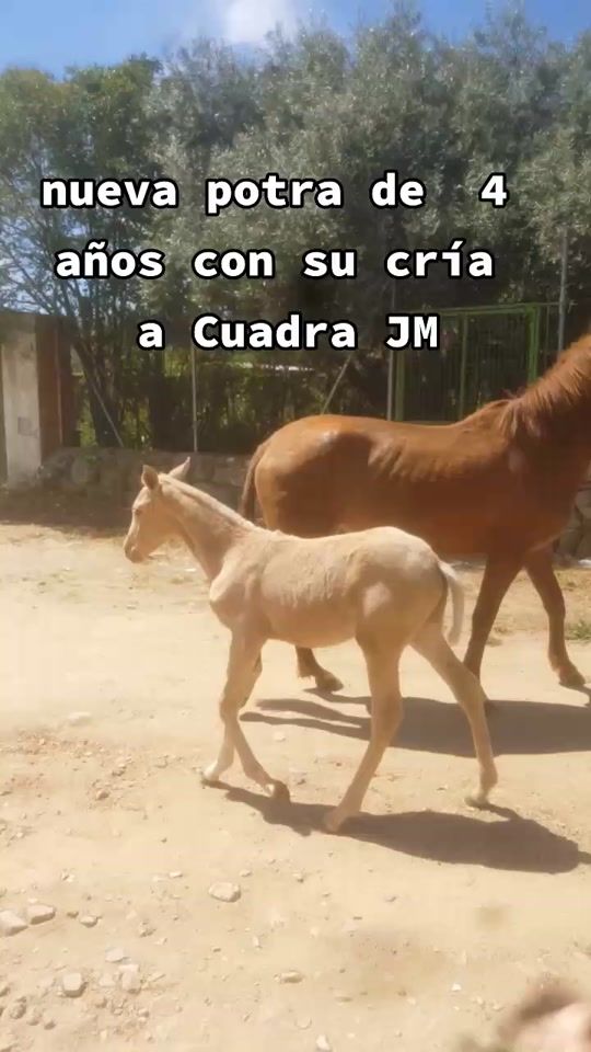 TikTok video thumbnail by antonio_montes_01