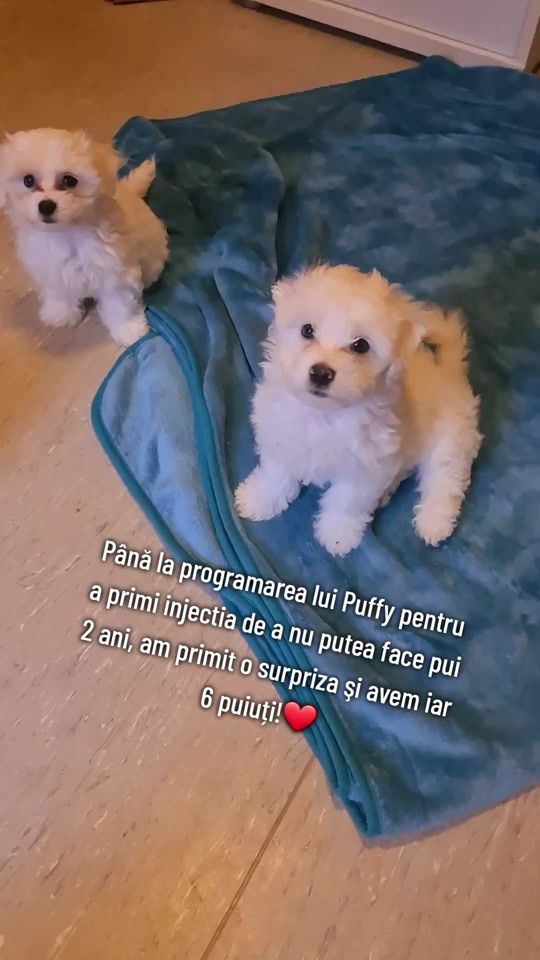 TikTok video thumbnail by sirca.andrei