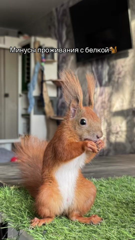 TikTok video thumbnail by stefansquirre