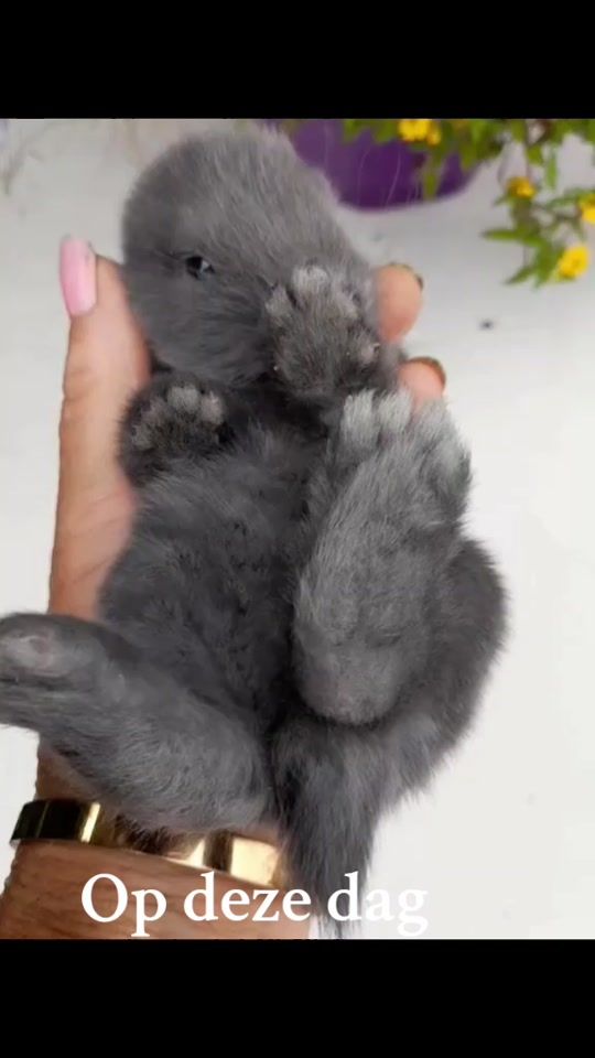 TikTok video thumbnail by juulsfransehangoren