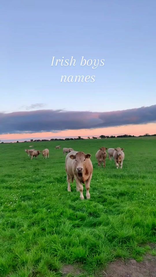 TikTok video thumbnail by irishbabynames