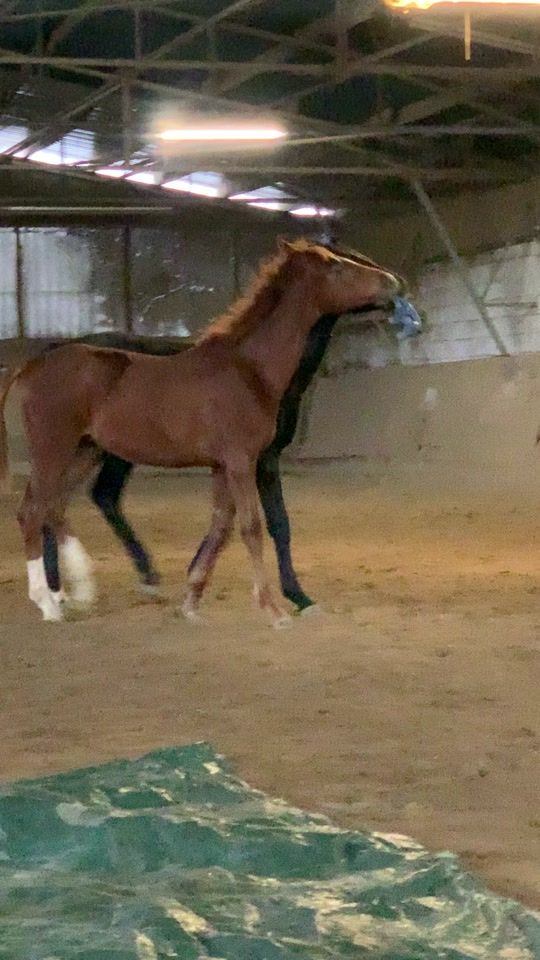 TikTok video thumbnail by equestrian_yvi