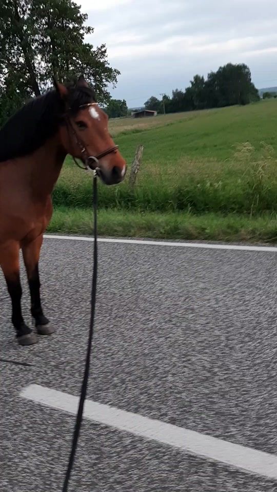 TikTok video thumbnail by waltraud193