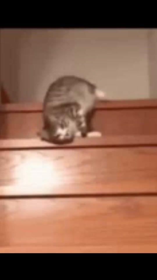 TikTok video thumbnail by wildnature_13