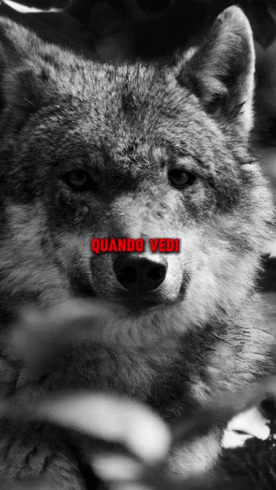 TikTok video thumbnail by baffalo2025