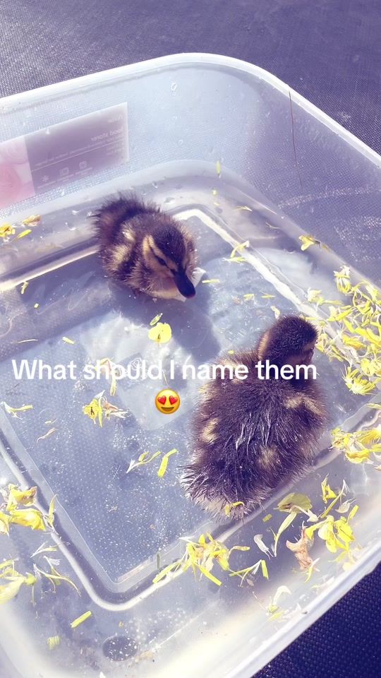 TikTok video thumbnail by h4diqa