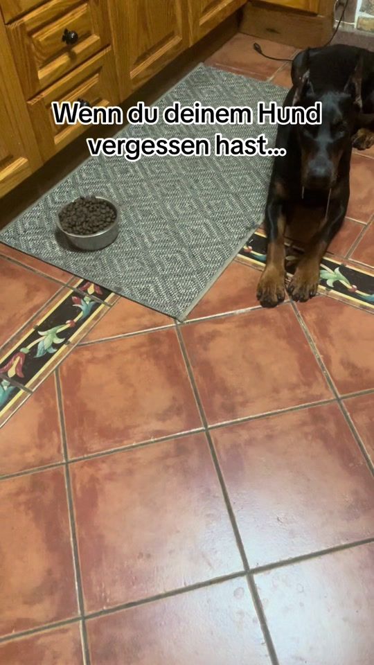 TikTok video thumbnail by dobermann_nero