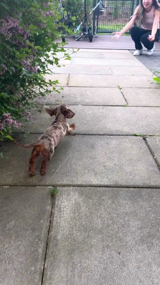 TikTok video thumbnail by lilothedachshund7