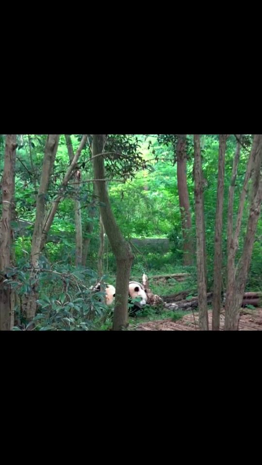 TikTok video thumbnail by ruraldancer8