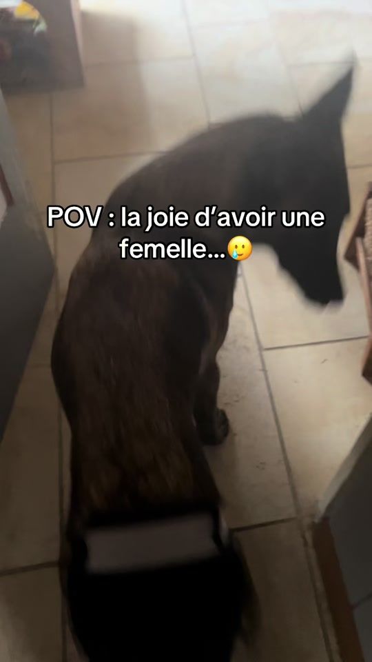 TikTok video thumbnail by lesdoupets