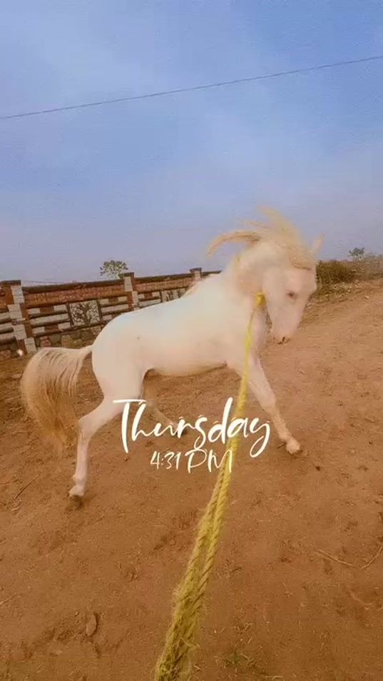 TikTok video thumbnail by gondal.group788