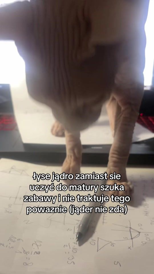 TikTok video thumbnail by get.lvst