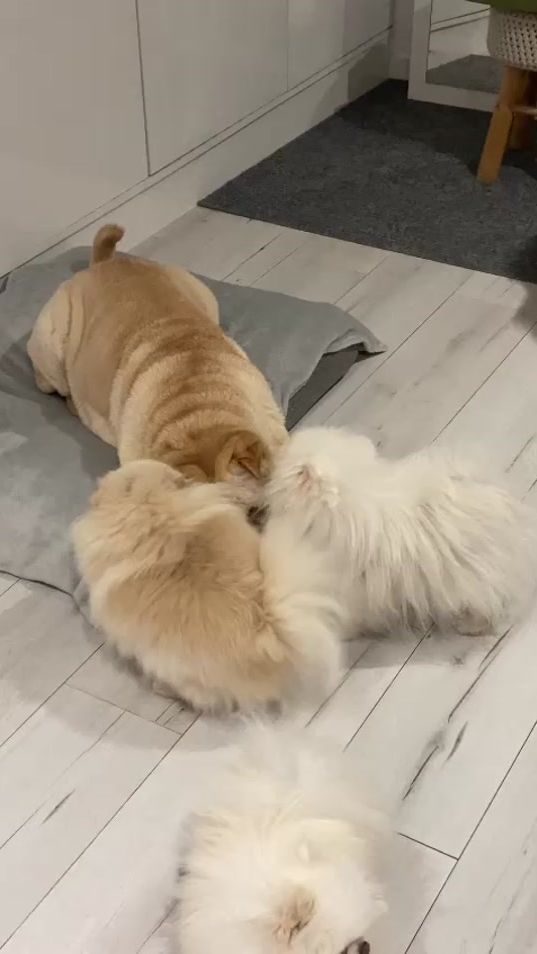 TikTok video thumbnail by kevinthepomeranian2025
