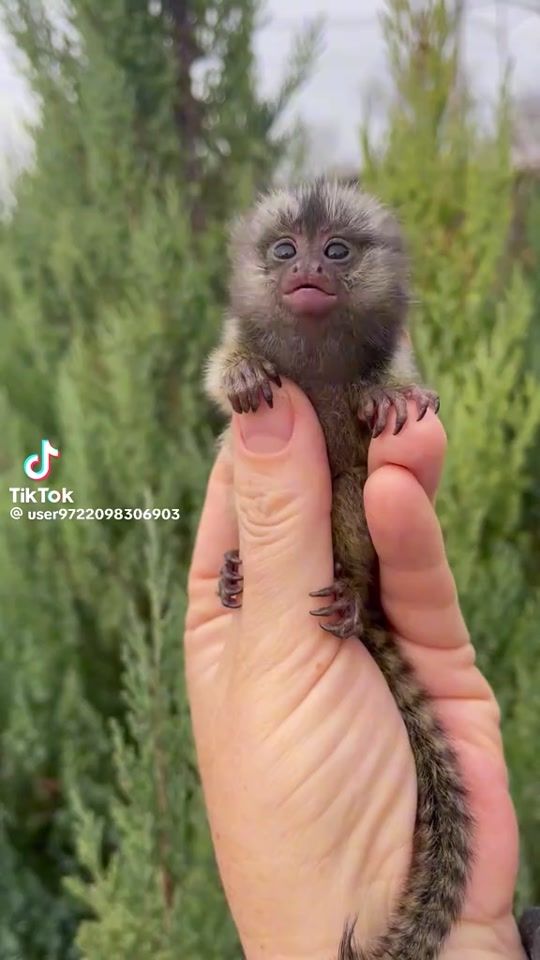 TikTok video thumbnail by paradisio.mass
