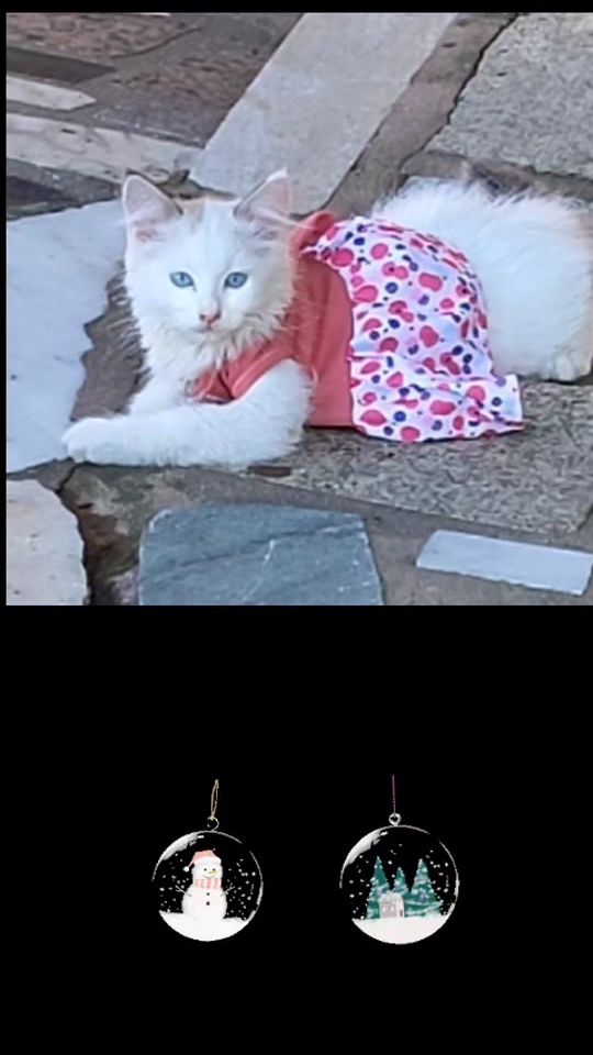 TikTok video thumbnail by somostraquinas