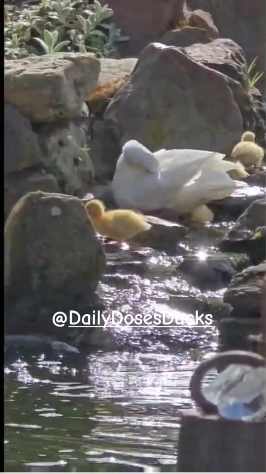 TikTok video thumbnail by daily.doses.ducks