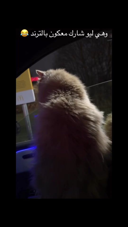 TikTok video thumbnail by kareen_elia