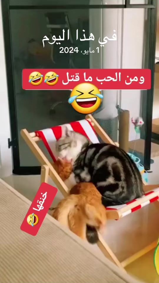 TikTok video thumbnail by limar833