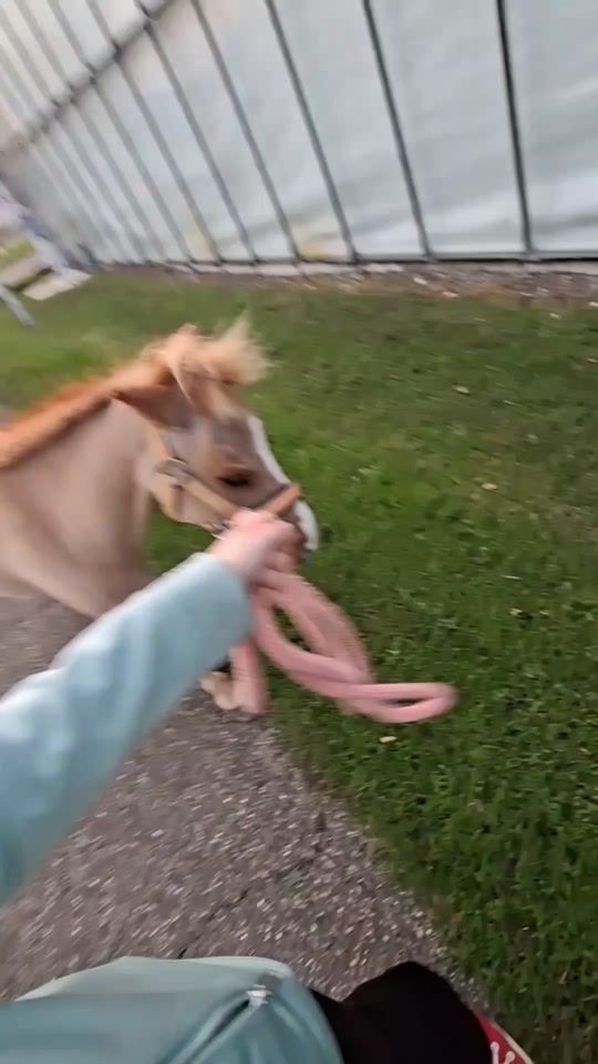 TikTok video thumbnail by shetlander_limit