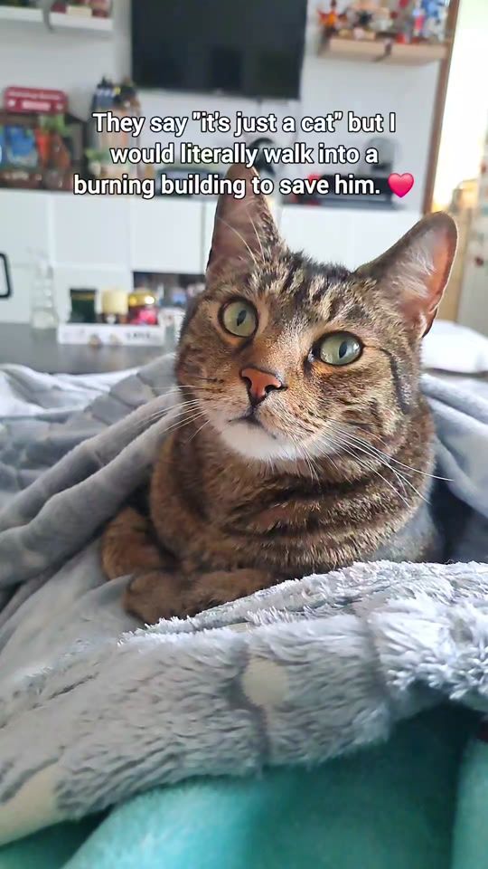 TikTok video thumbnail by liam_the_everyday_cat
