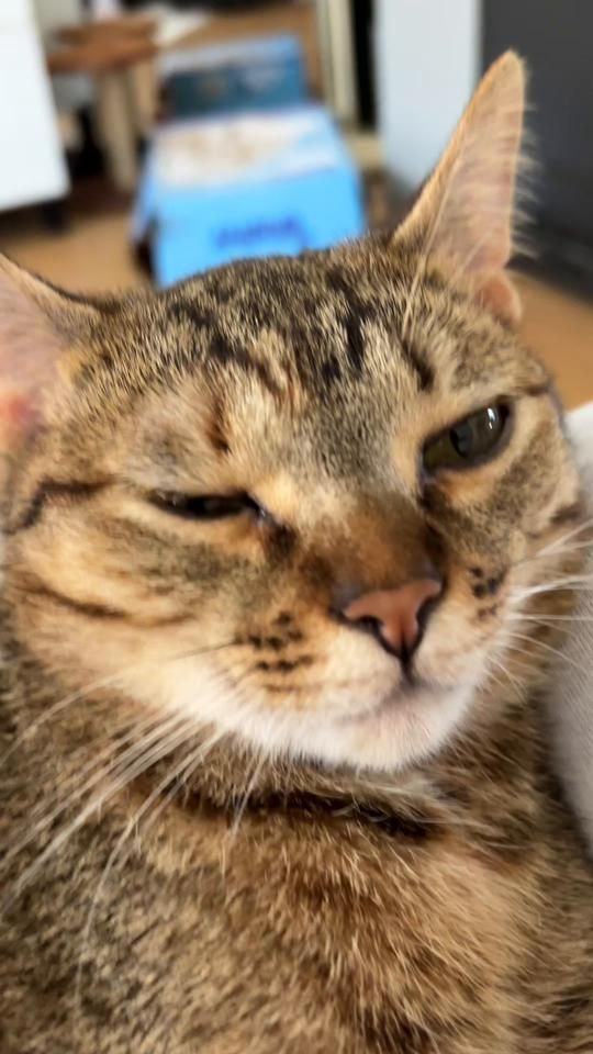 TikTok video thumbnail by pinkybobbi