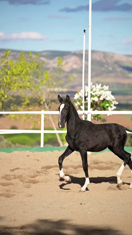 TikTok video thumbnail by valdevinas