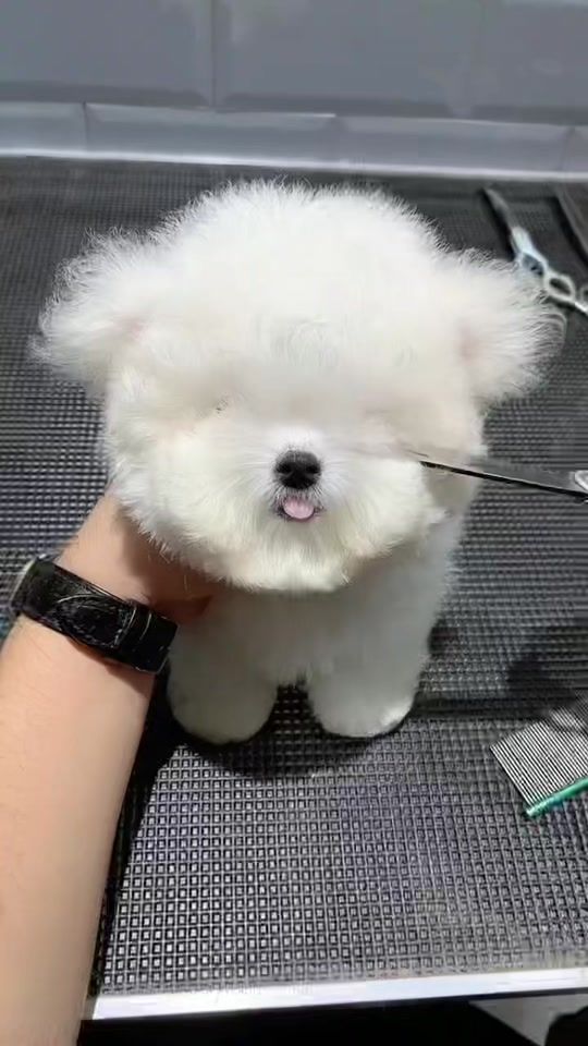 TikTok video thumbnail by puppysharestudio