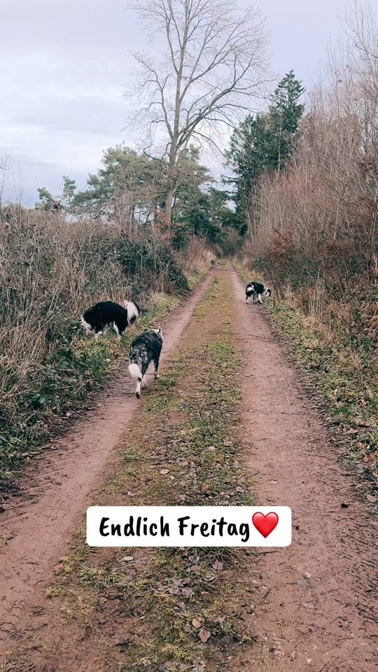 TikTok video thumbnail by eifeldogs