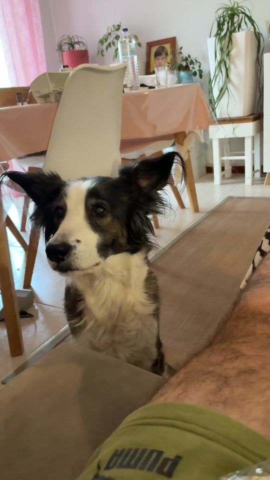TikTok video thumbnail by jadethedog79