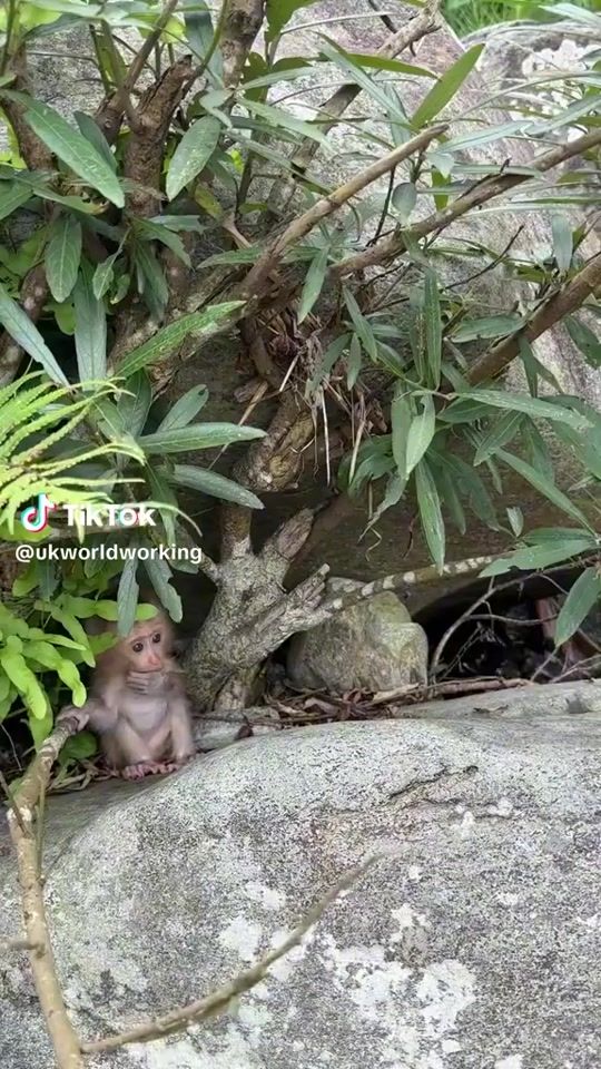 TikTok video thumbnail by paradisio.mass