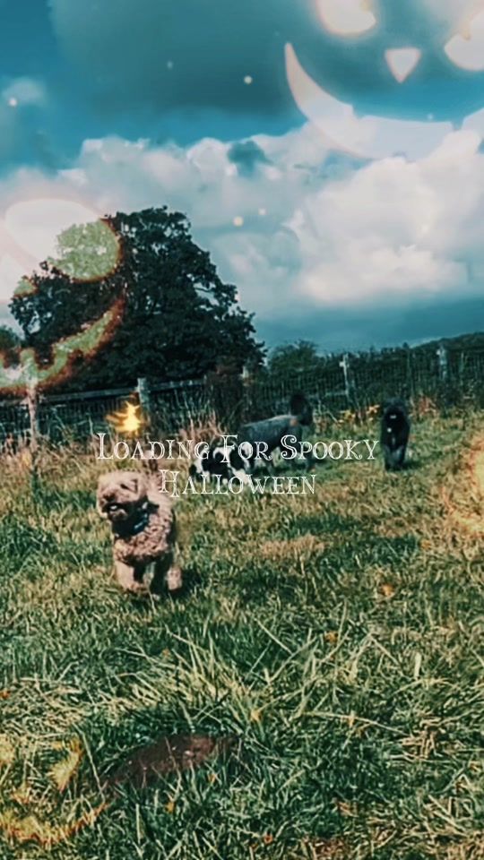 TikTok video thumbnail by paws4thoughtdogs