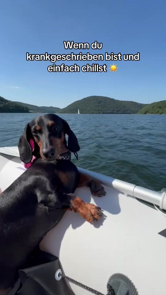 TikTok video thumbnail by dackelbass
