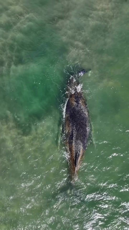 TikTok video thumbnail by aliontheparty