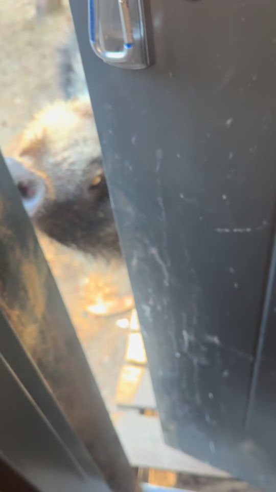 TikTok video thumbnail by dzikiprosiaczek