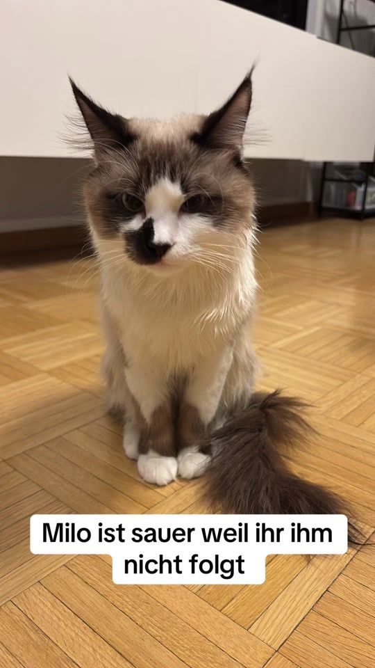 TikTok video thumbnail by milo250725