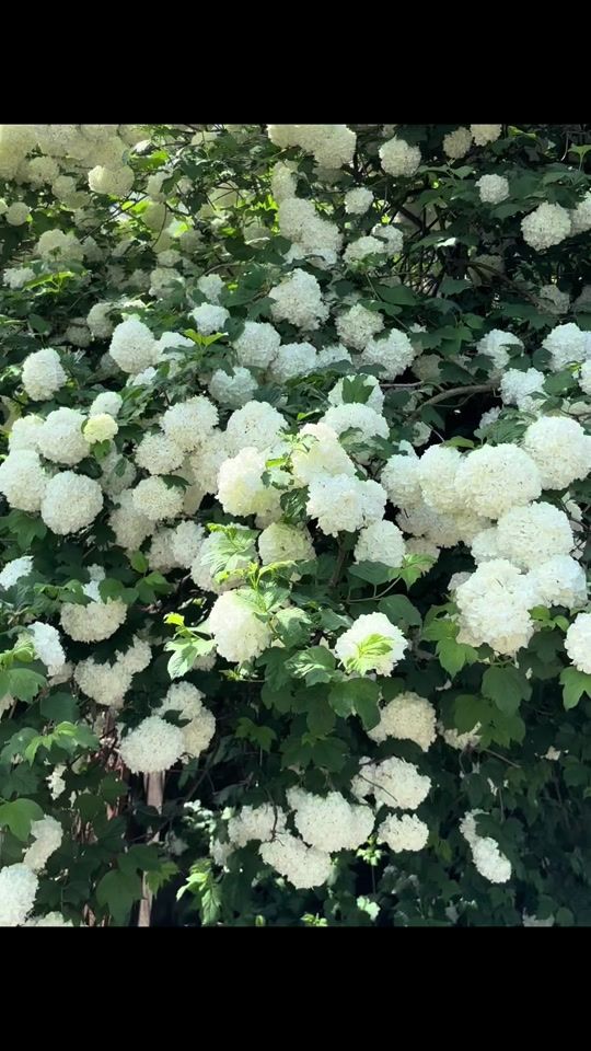 TikTok video thumbnail by saudadeamormeu