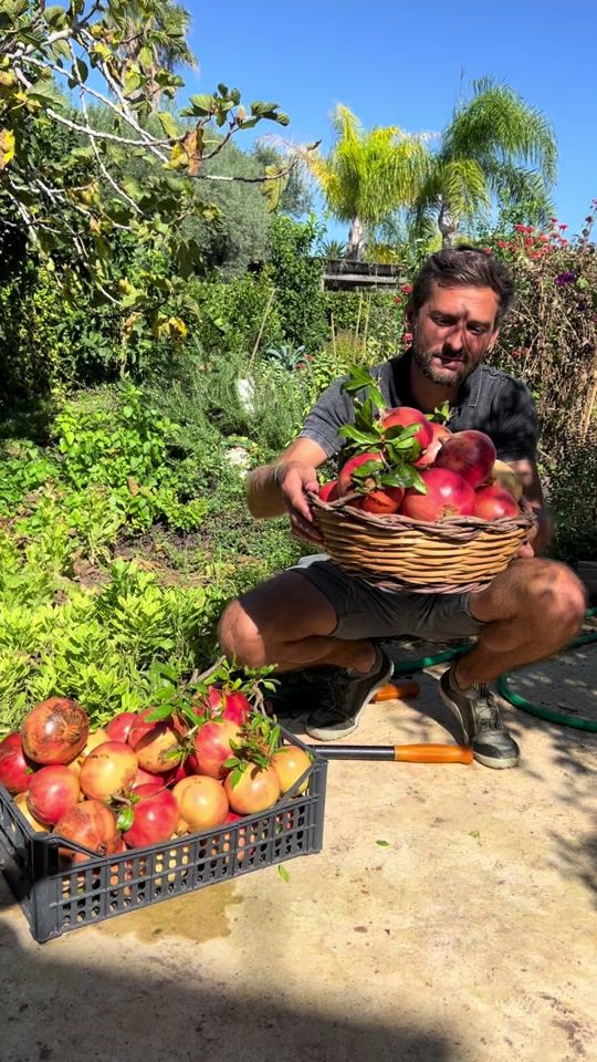 TikTok video thumbnail by thefrenchiegardener