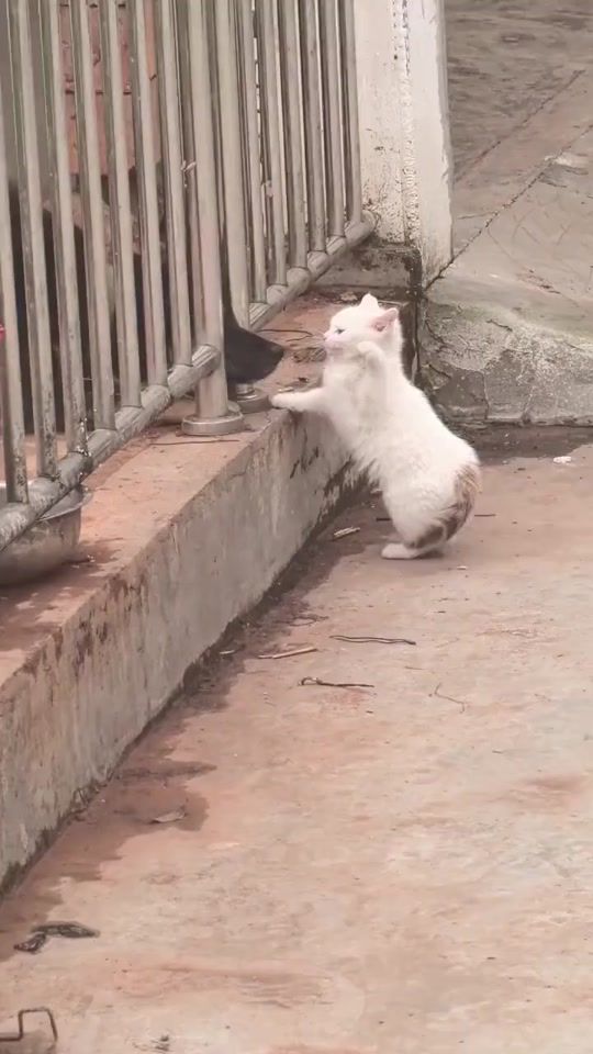 TikTok video thumbnail by xxeugenknollxx