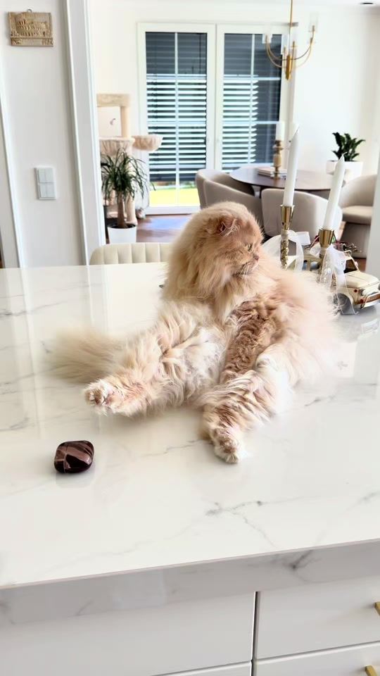 TikTok video thumbnail by tanja_mareev