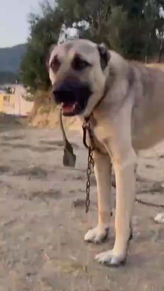 TikTok video thumbnail by kangal_tigri_puma_rusha_
