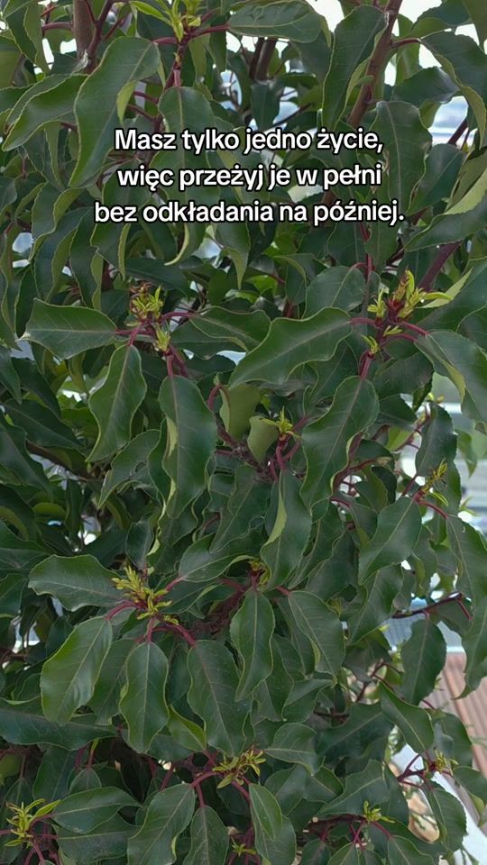 TikTok video thumbnail by _pani_kocurowa_