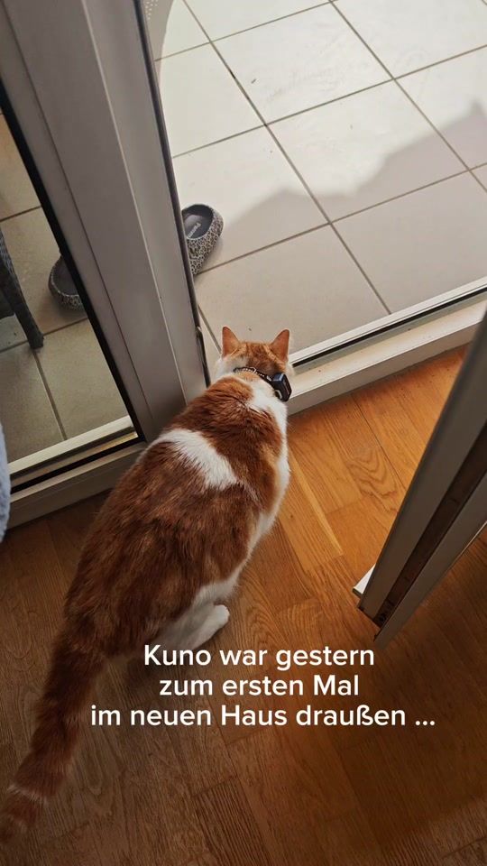 TikTok video thumbnail by sunny_love_cats