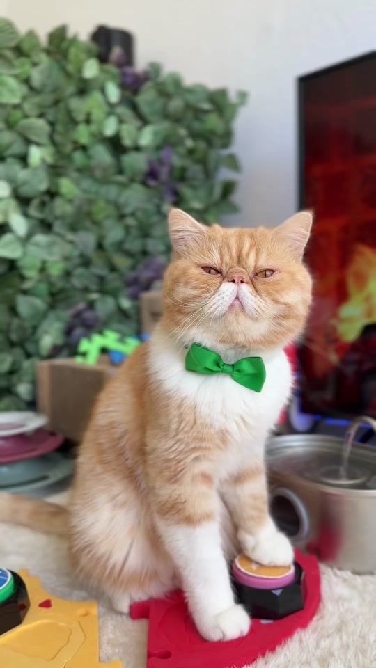 TikTok video thumbnail by hariton.cat