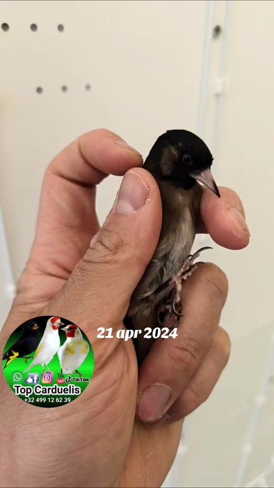 TikTok video thumbnail by top.carduelis