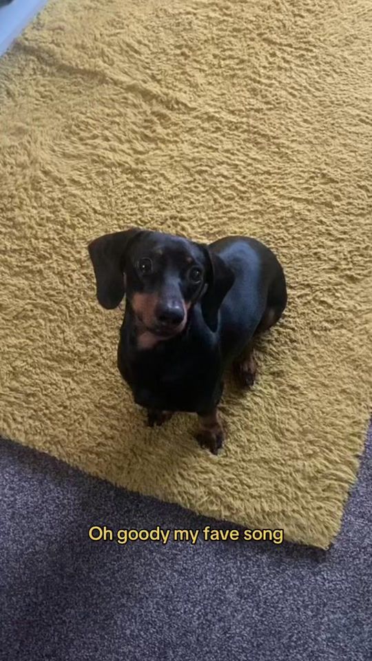 TikTok video thumbnail by duggeethedachshund