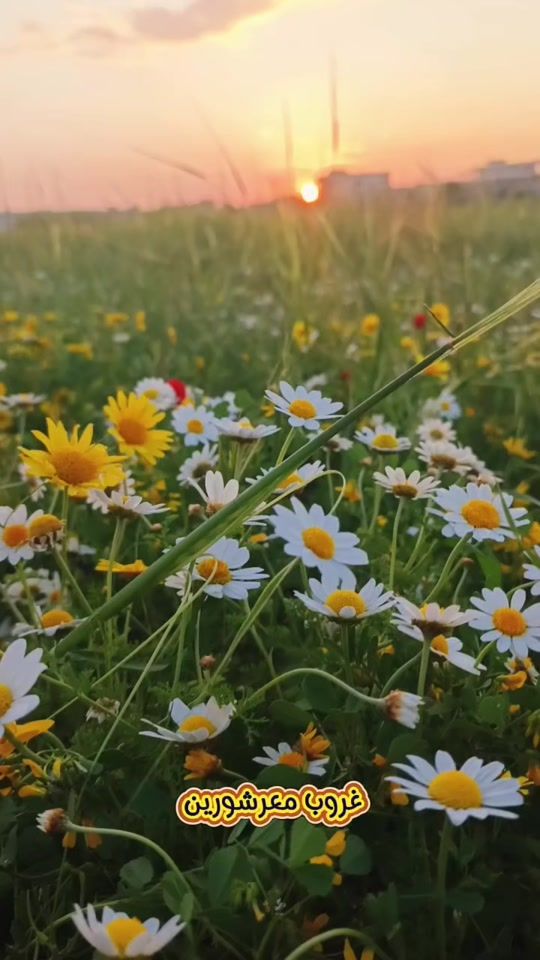 TikTok video thumbnail by mohanad.syr