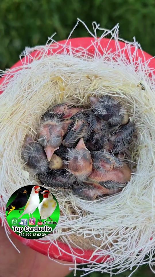 TikTok video thumbnail by top.carduelis