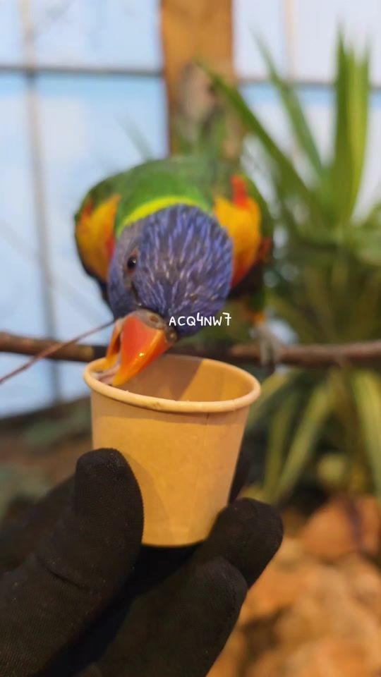 TikTok video thumbnail by acq4nw7